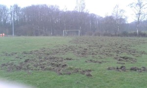 Trainingsplatz Wildschweine verwüstet